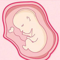 胚胎筛选和移植